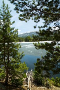 Landscape through trees